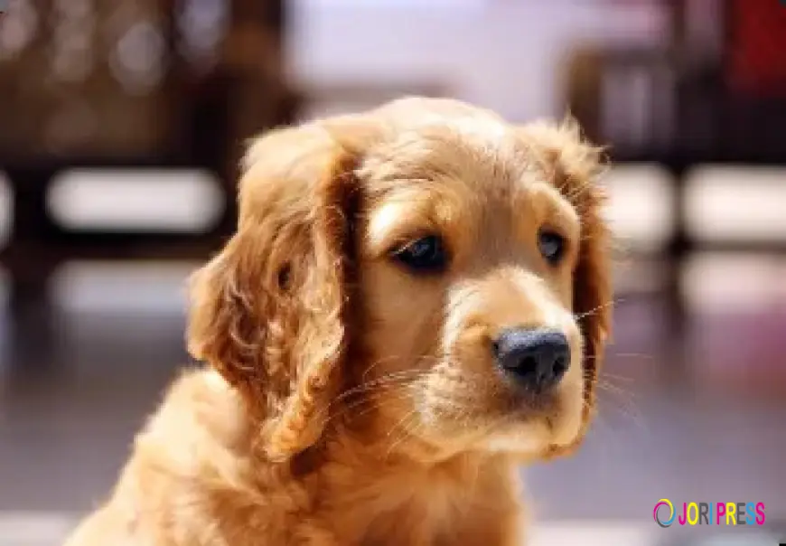 Top Protection Dog Breeds Available for Sale in Texas