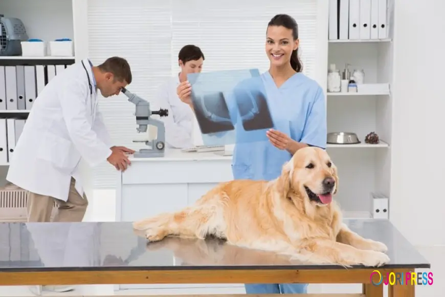 First Vet Brings Trusted Veterinary Lab Testing in Doha for Better Pet Health