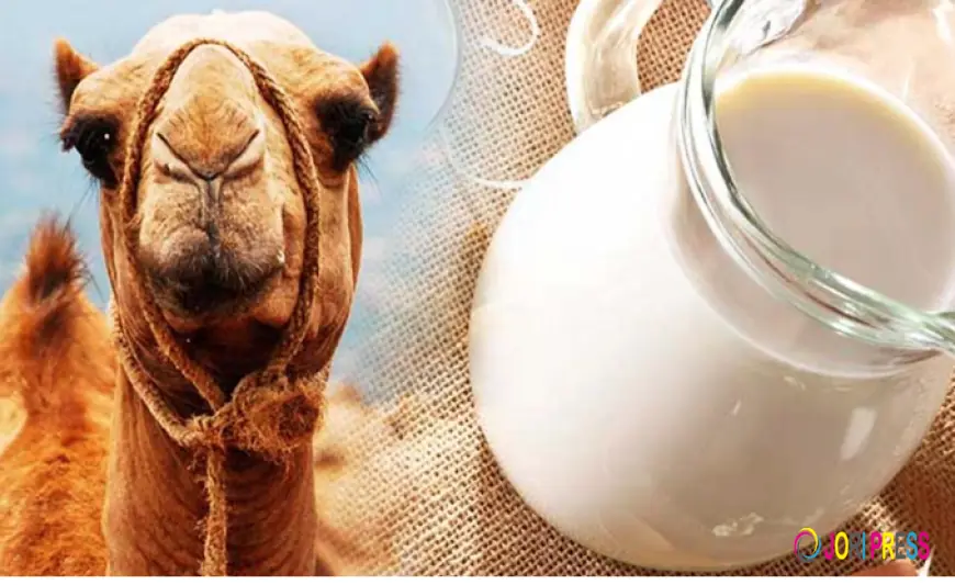 Fresh Goat Milk in UAE | Farm Fresh Goat Milk Delivery | A2 Milk UAE