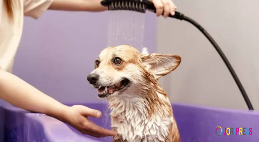 Bath and Brush vs Full Groom: What's the Difference and Which Does Your Dog Need?