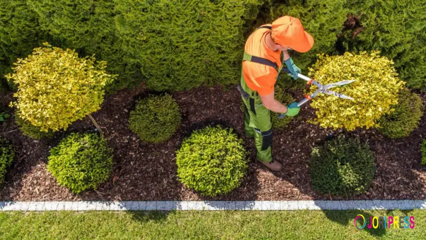 How Do Shrub Care Services Differ by Plant Species?
