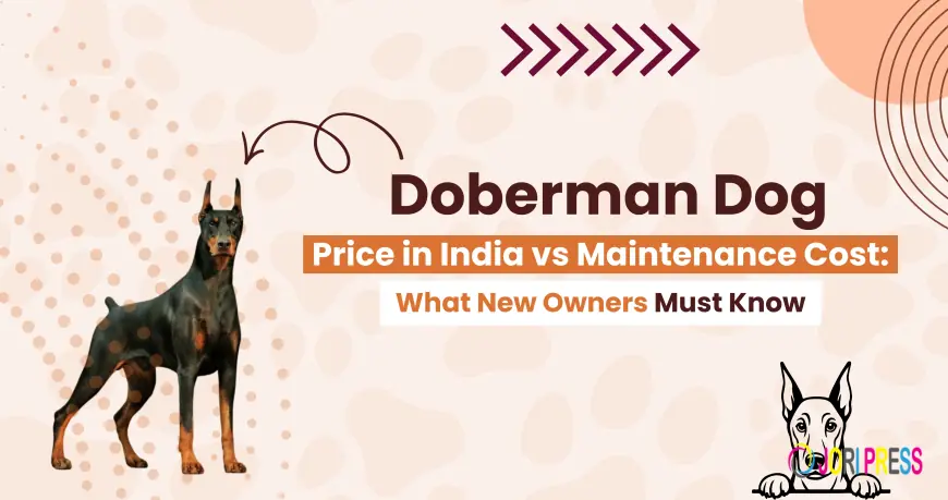 Planning to Buy a Doberman Check the Latest Dog Price in India 2026