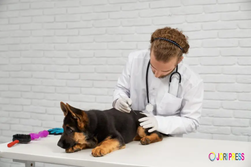 Royal Vet Clinic Leads the Way with Advanced Cat and Dog Vaccinations in Doha, Qatar