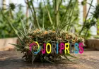 A Beginner’s Guide to Red Congolese Strain