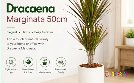 Refresh Your Home with the Elegant Dracaena Marginata 50cm