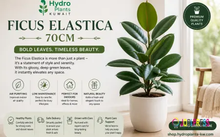 Why Is the Ficus Elastica Becoming One of the Most Popular Indoor Plants?