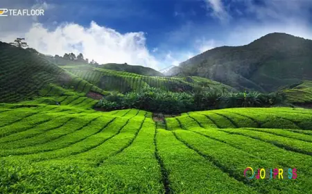 The Insider’s Guide to Buying the Best Tea Powder in Kerala