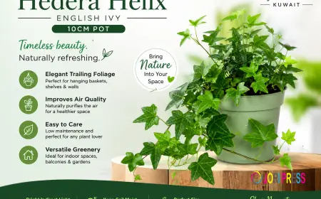 Looking for a Plant That Never Goes Out of Style? Meet Hedera Helix 10cm