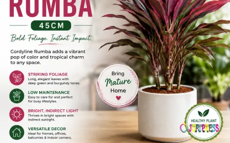 Add a Bold Splash of Color with Cordyline Rumba 45cm