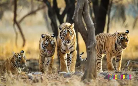 Sustainable Wildlife Experiences Inspire a New Generation of Eco-Conscious Travelers