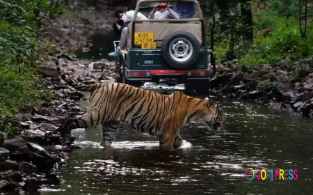 Affordable Jungle Safari in Ranthambore | Book Safari