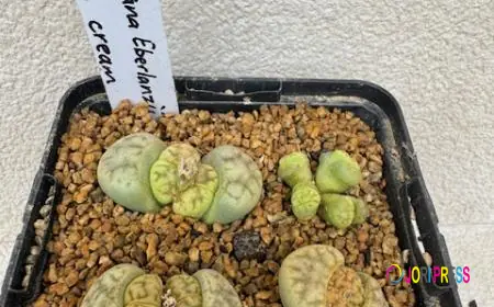 Plant Ark Makes Succulent Shopping More Accessible Across Australia