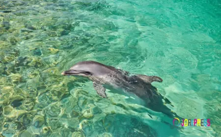 Delfin Tour Hurghada Magische Momente auf dem Roten Meer erleben