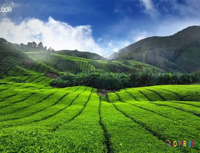 The Insider’s Guide to Buying the Best Tea Powder in Kerala