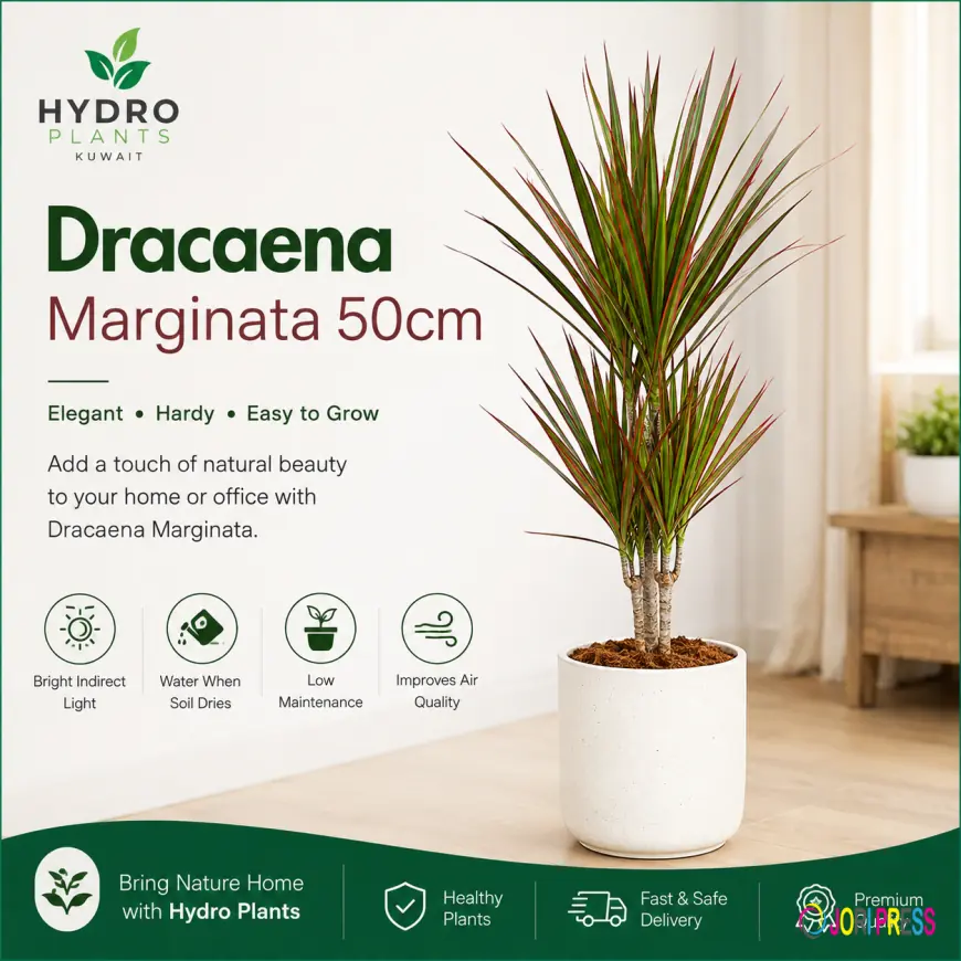 Refresh Your Home with the Elegant Dracaena Marginata 50cm