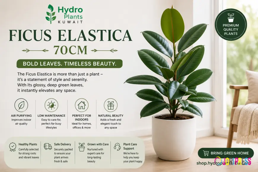 Why Is the Ficus Elastica Becoming One of the Most Popular Indoor Plants?