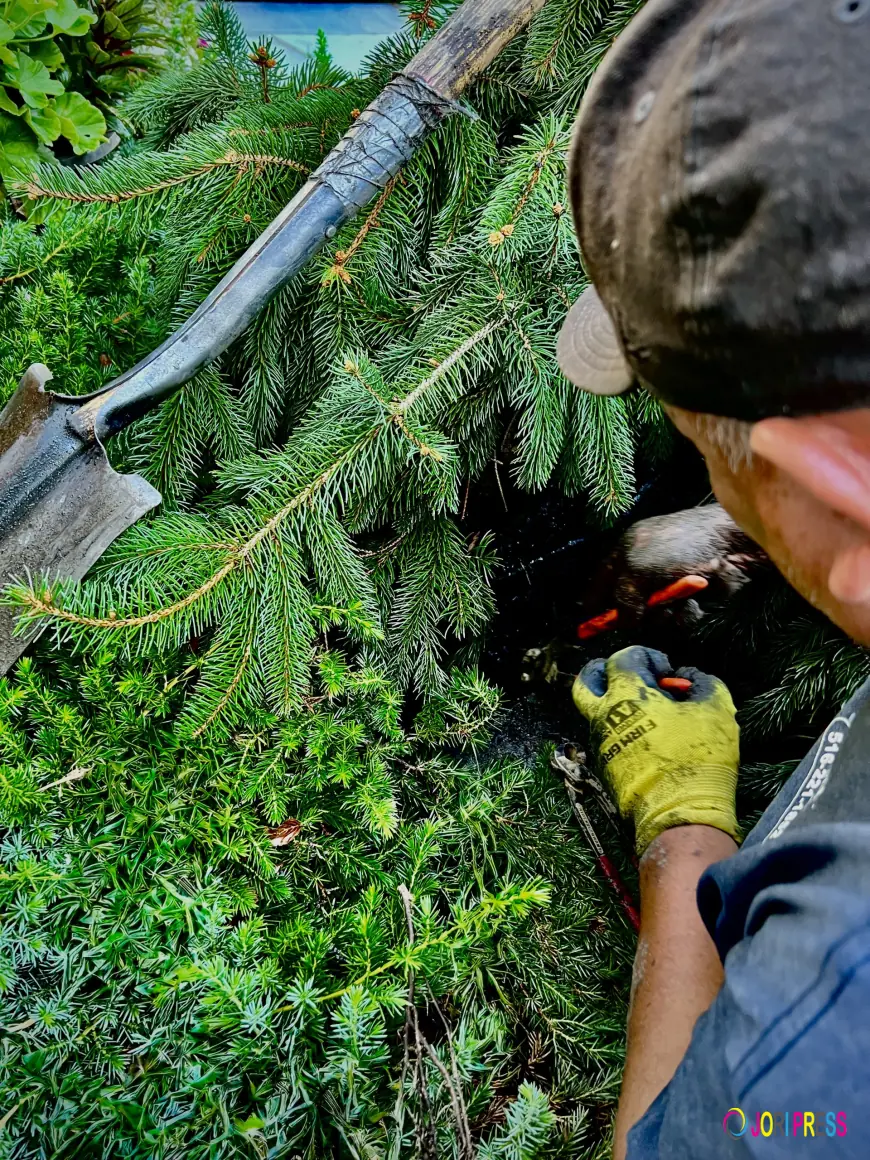 How a Professional Sprinkler Company in Bellmore Helps Maintain a Healthy Lawn
