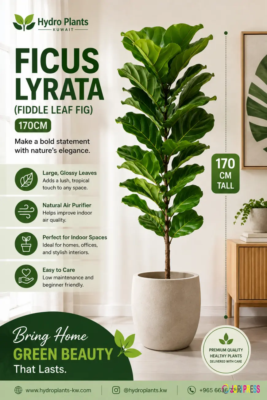 Transform Your Space with the Timeless Beauty of Ficus Lyrata