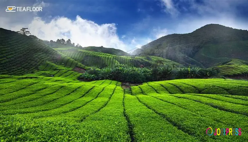 The Insider’s Guide to Buying the Best Tea Powder in Kerala