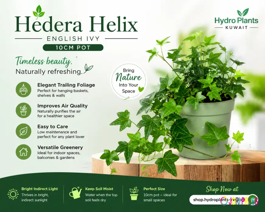 Looking for a Plant That Never Goes Out of Style? Meet Hedera Helix 10cm