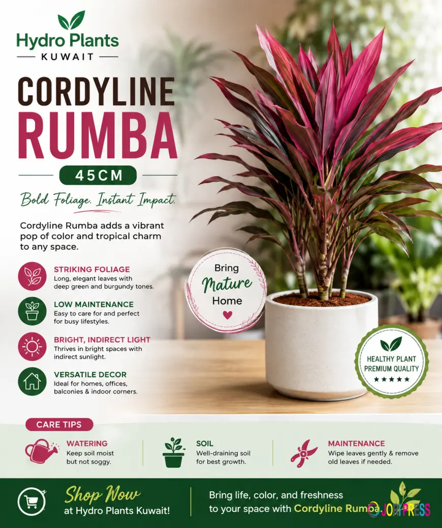 Add a Bold Splash of Color with Cordyline Rumba 45cm