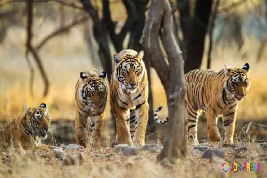 Sustainable Wildlife Experiences Inspire a New Generation of Eco-Conscious Travelers