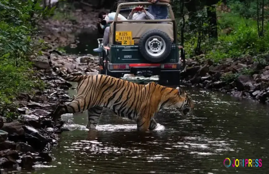 Affordable Jungle Safari in Ranthambore | Book Safari