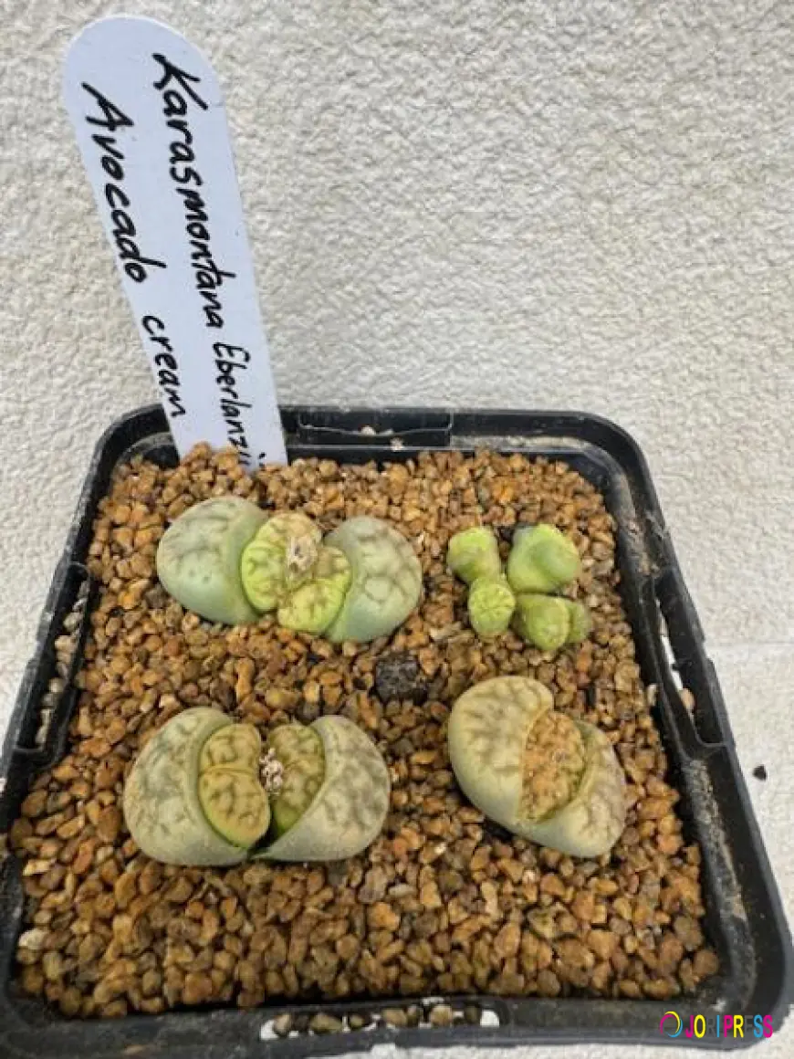 Plant Ark Makes Succulent Shopping More Accessible Across Australia