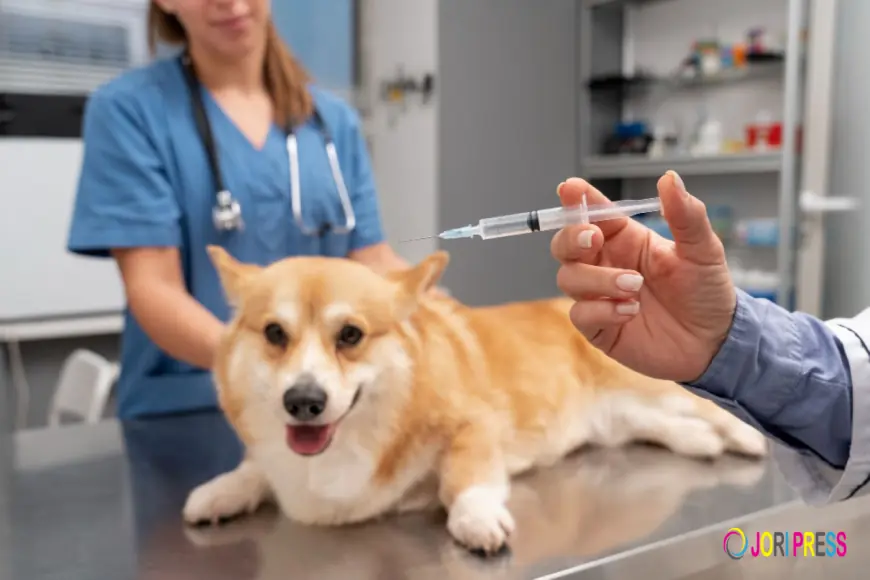 Royal Vet Clinic Sets New Standards for Cat and Dog Vaccinations in Doha, Qatar