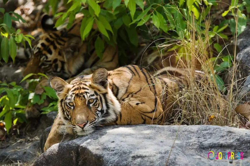 Safeguarding Efforts Made For Wildlife Preservation in Vietnam!