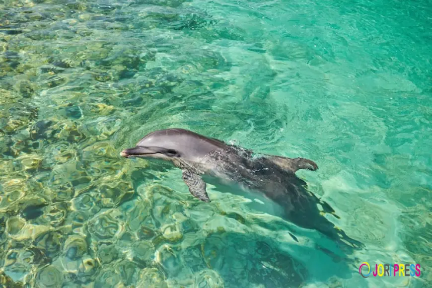Delfin Tour Hurghada Magische Momente auf dem Roten Meer erleben