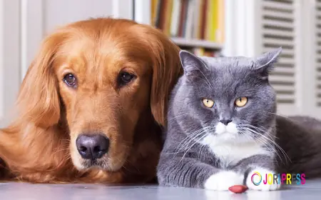 Pet Cremation in Delhi NCR: A Complete Guide to Giving Your Beloved Pet a Dignified Farewell