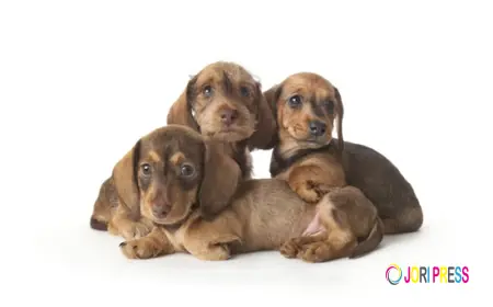 Douglas Hall Kennels Highlights the Growing Demand for Crossbreed Puppies Among UK Families