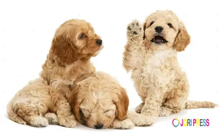 Douglas Hall Kennels Responds to Rising Interest in Puppies for Sale Across Lancashire