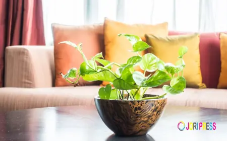 How to Keep Indoor Plants Healthy During Dubai Summer