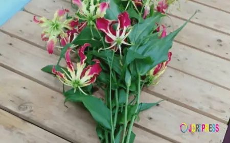Thai Growers Open Direct Channels for Florists Wanting to Buy Exotic Orchids