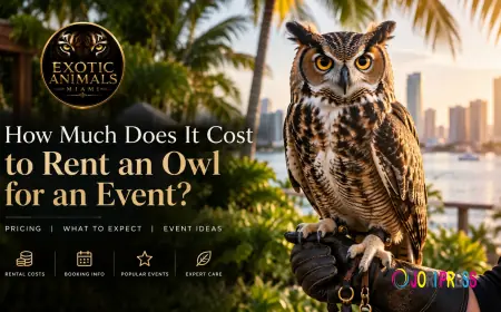 How Much Does It Cost to Rent an Owl for an Event?
