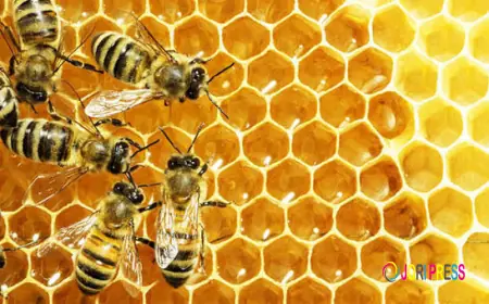 Mad Honey Nepal: Discover Authentic Himalayan Honey