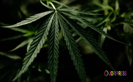 You're Buying Cannabis the Wrong Way Here's What Experts Check First
