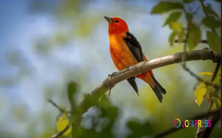 Effective Bird Control Solutions for Warehouses and Factories