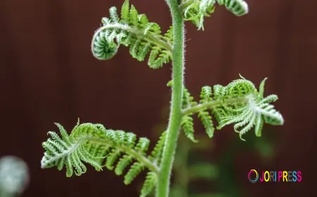 Natural Maidenhair Fern Avenca Supplement: What Makes It Unique?