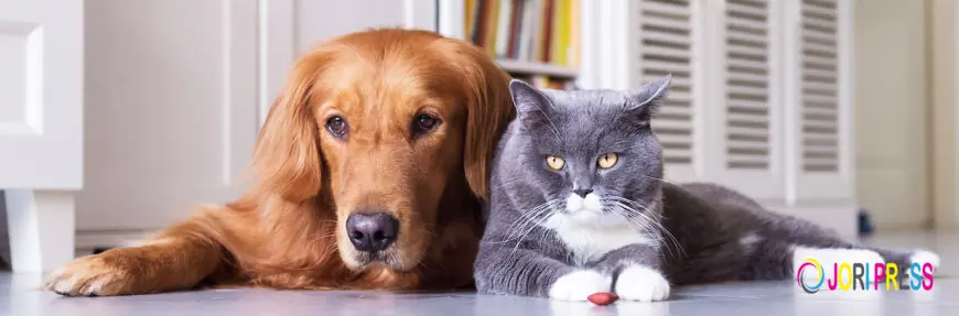 Pet Cremation in Delhi NCR: A Complete Guide to Giving Your Beloved Pet a Dignified Farewell