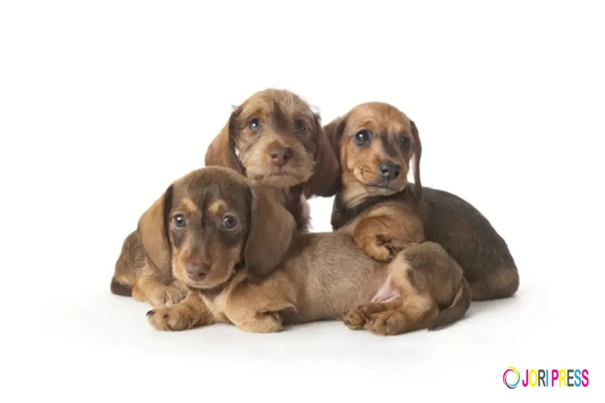 Douglas Hall Kennels Highlights the Growing Demand for Crossbreed Puppies Among UK Families