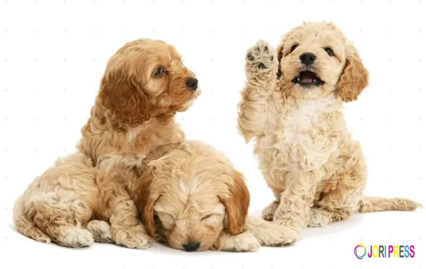 Douglas Hall Kennels Responds to Rising Interest in Puppies for Sale Across Lancashire
