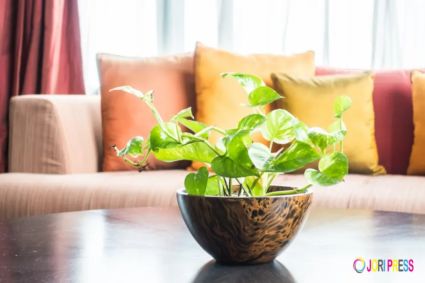 How to Keep Indoor Plants Healthy During Dubai Summer