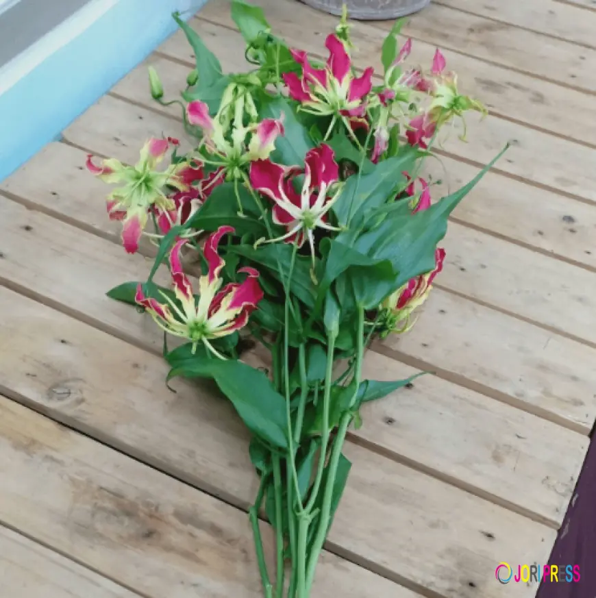 Thai Growers Open Direct Channels for Florists Wanting to Buy Exotic Orchids