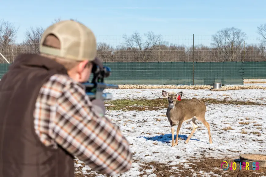 Tranquilizer For Cows: Safer Sedation Through Precision Delivery
