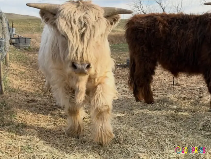Guide to Buying, Care & Mini Highland Cows for Sale