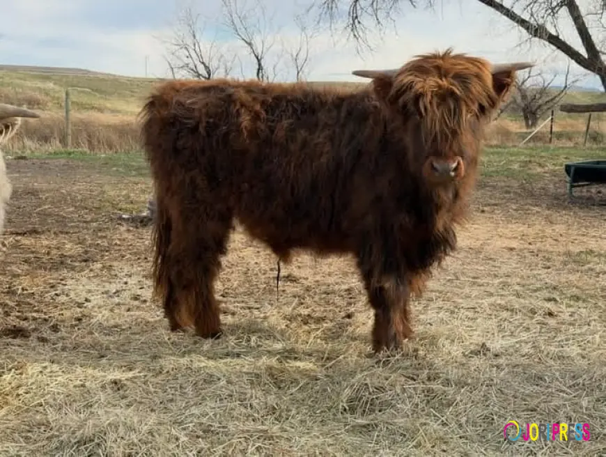 Guide to Buying, Care & Mini Highland Cows for Sale