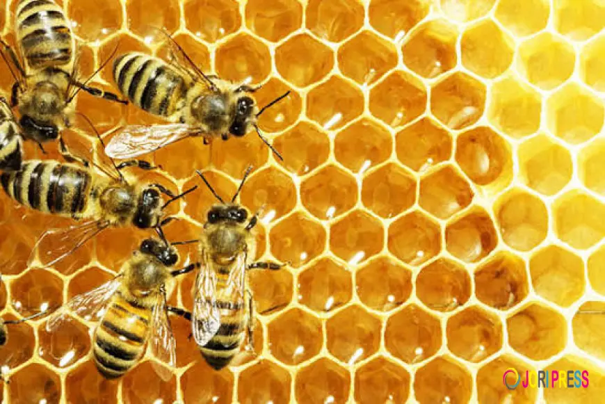Mad Honey Nepal: Discover Authentic Himalayan Honey